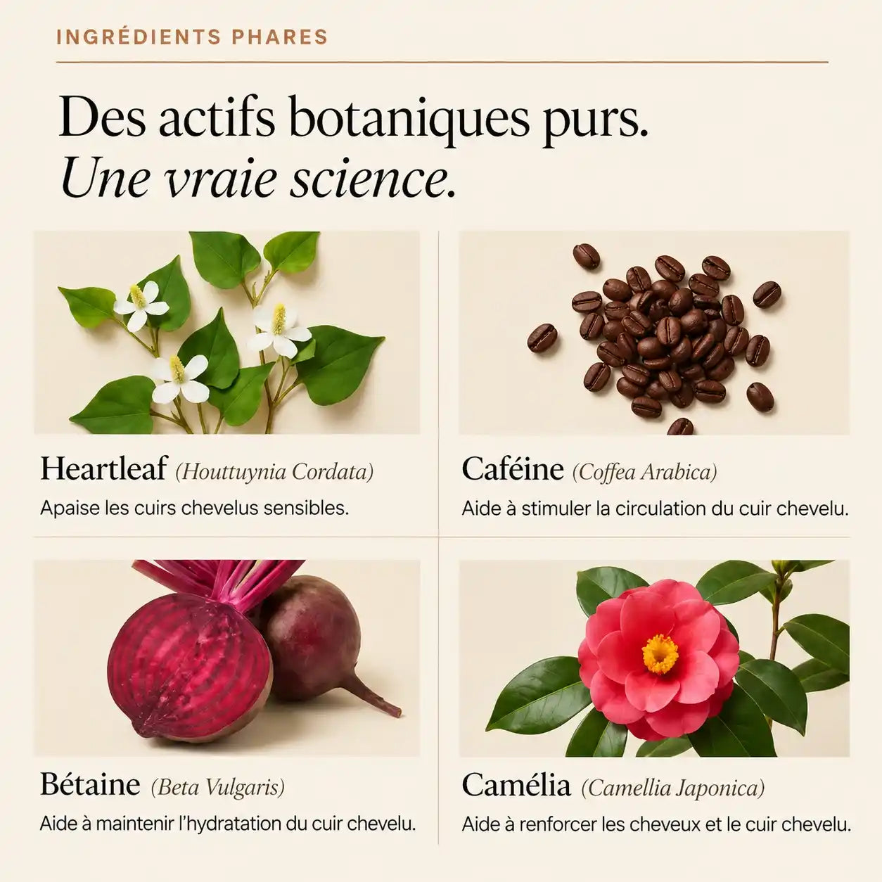Sérum Capillaire Veliora Coréen N°1
